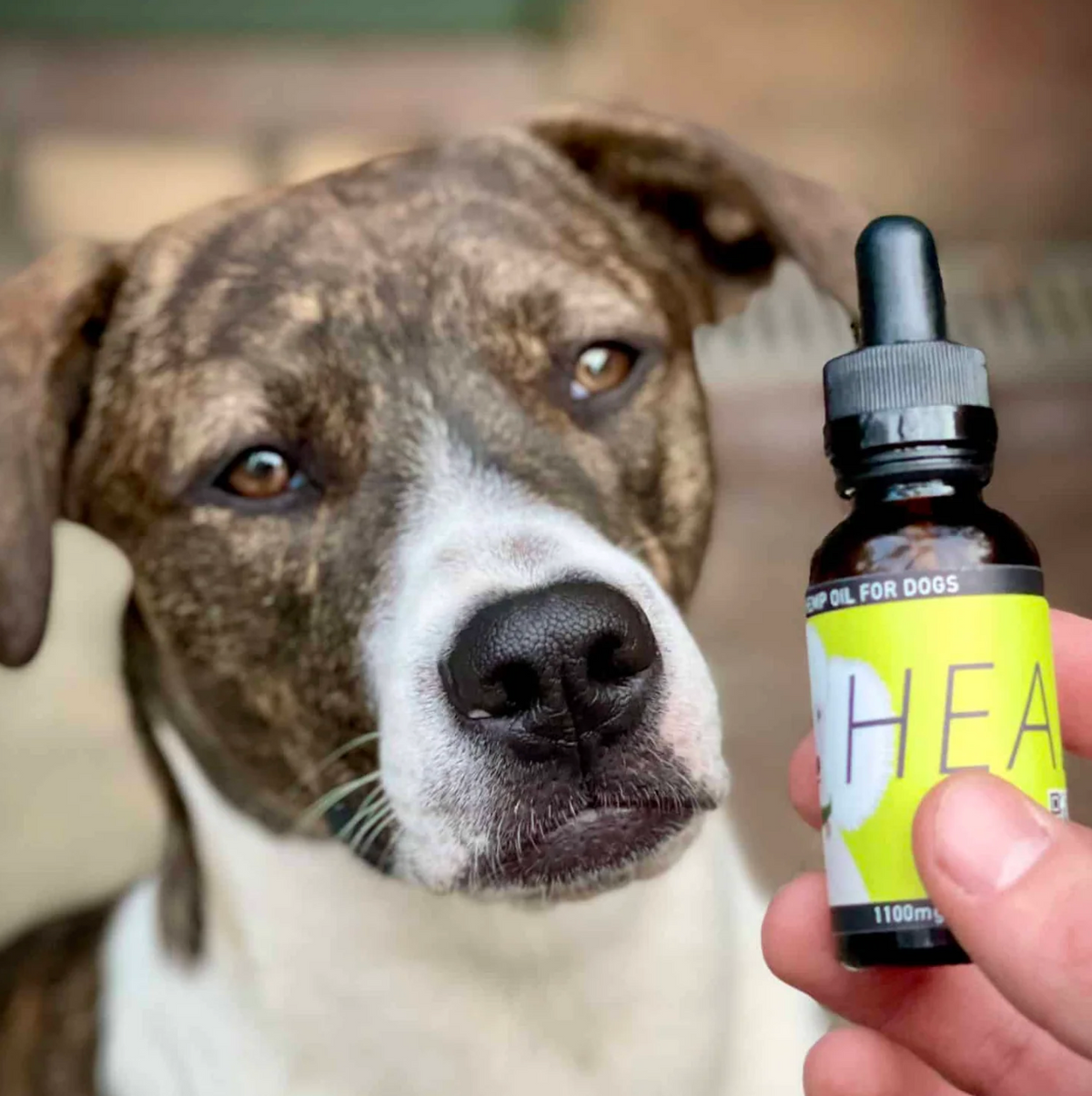 Dog Health Oil
