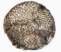 Home Range Furs-Bee® Tilapia