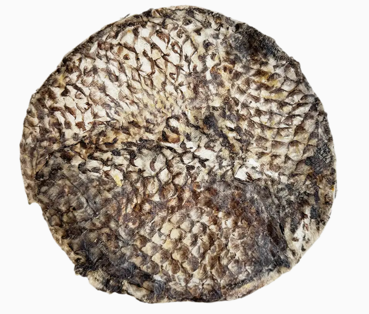 Home Range Furs-Bee® Tilapia
