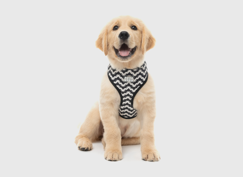 FuzzYard Intersect - Harness