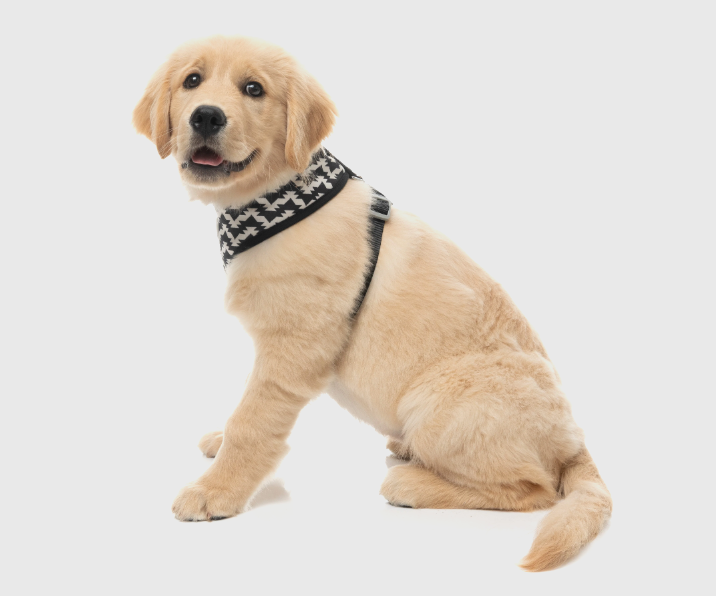 FuzzYard Intersect - Harness