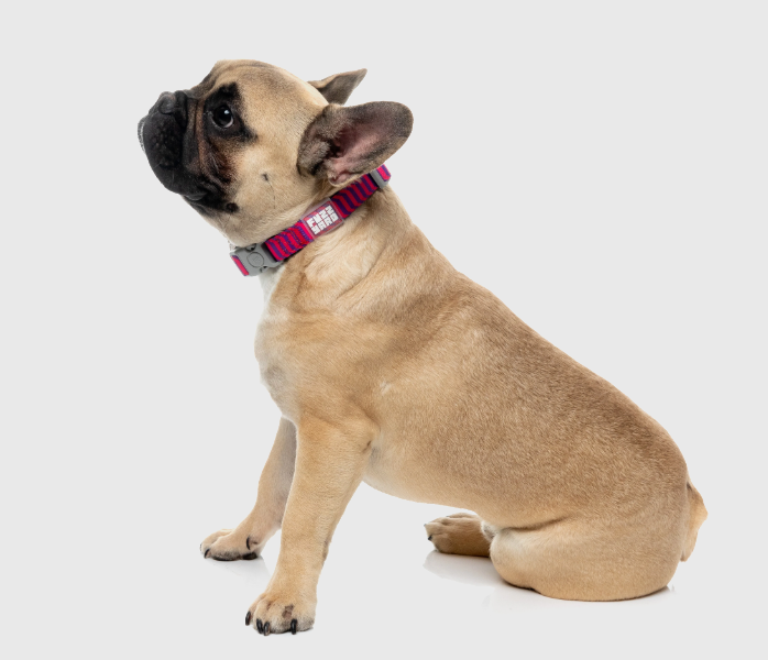 FuzzYard Vaporwave - Dog Collar