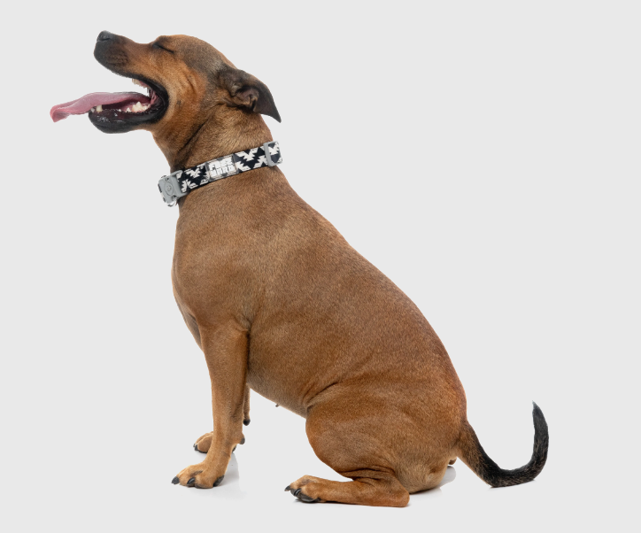 FuzzYard Intersect - Dog Collar