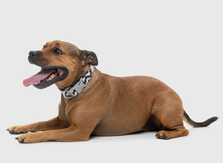 FuzzYard Intersect - Dog Collar