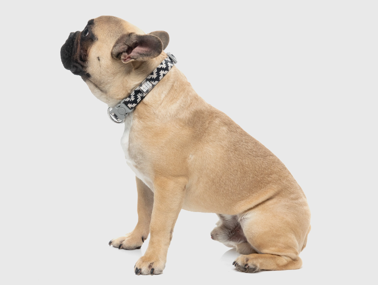 FuzzYard Intersect - Dog Collar