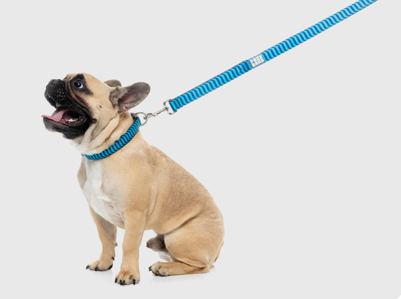 Vaporwave - Dog Lead