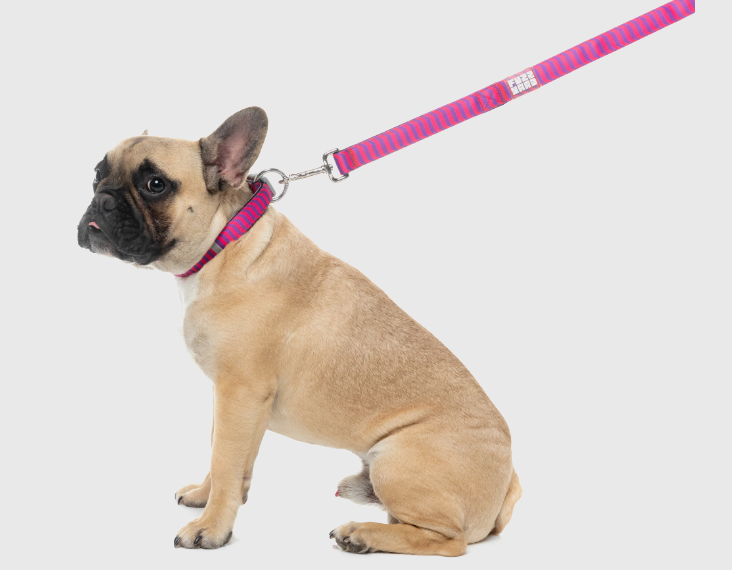 Vaporwave - Dog Lead
