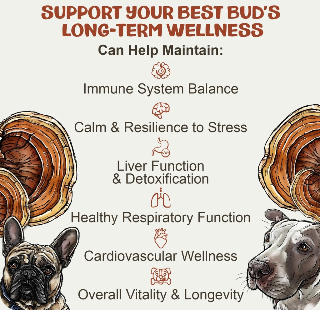 MyCoDog Mushroom Tinctures