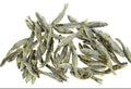 Bulk Minnows