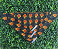 Lucy Lou and Co. Phoenix Suns Bandana