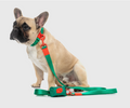Fuzzyard Sugar Rush Collar