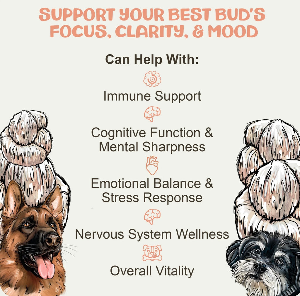 MyCoDog Mushroom Tinctures