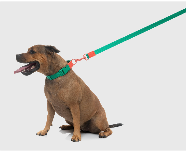 Fuzzyard Sugar Rush Collar