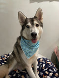 Gotcha Day Bandana