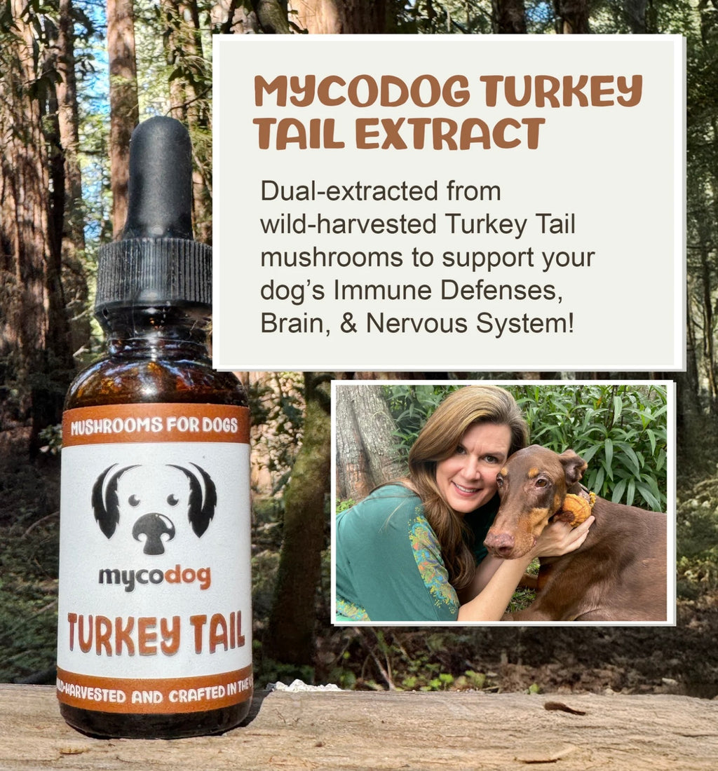 MyCoDog Mushroom Tinctures