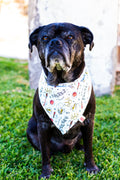 Seeker Bandana