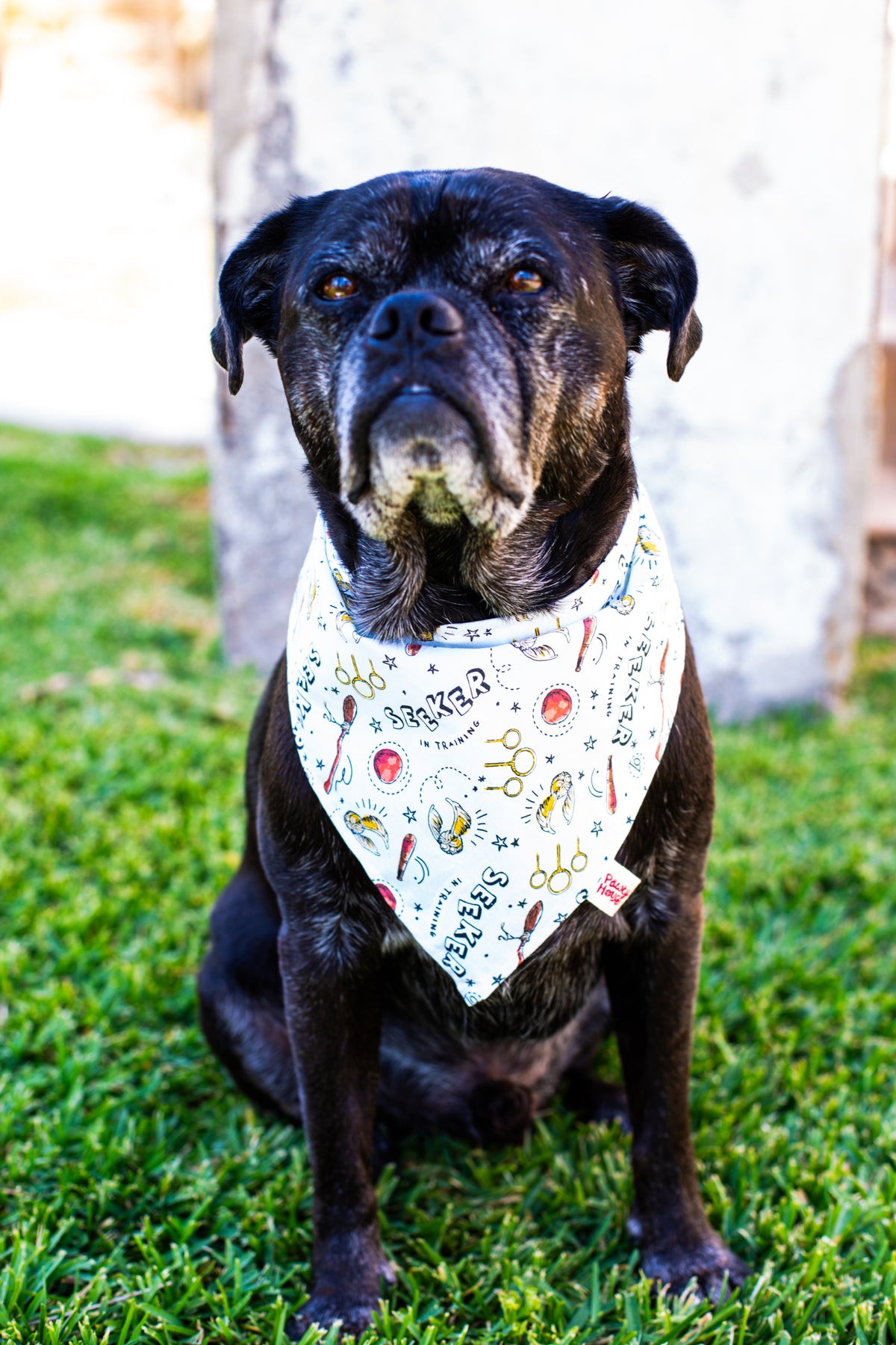 Seeker Bandana