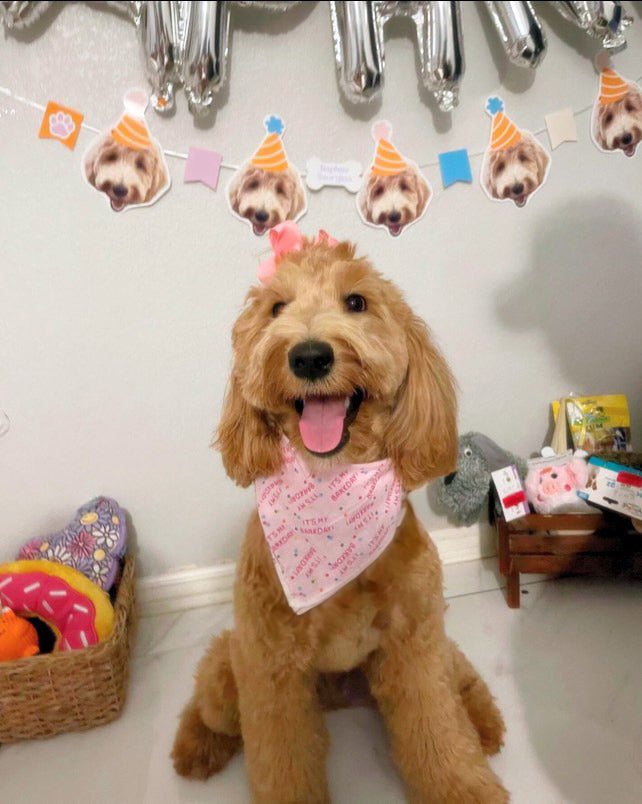 Gotcha Day Bandana