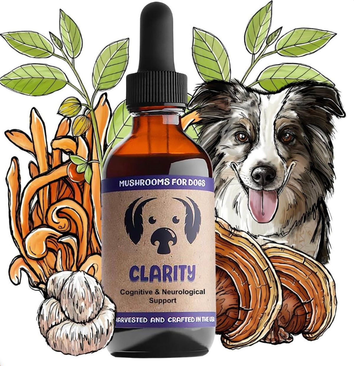 MyCoDog Mushroom Tinctures