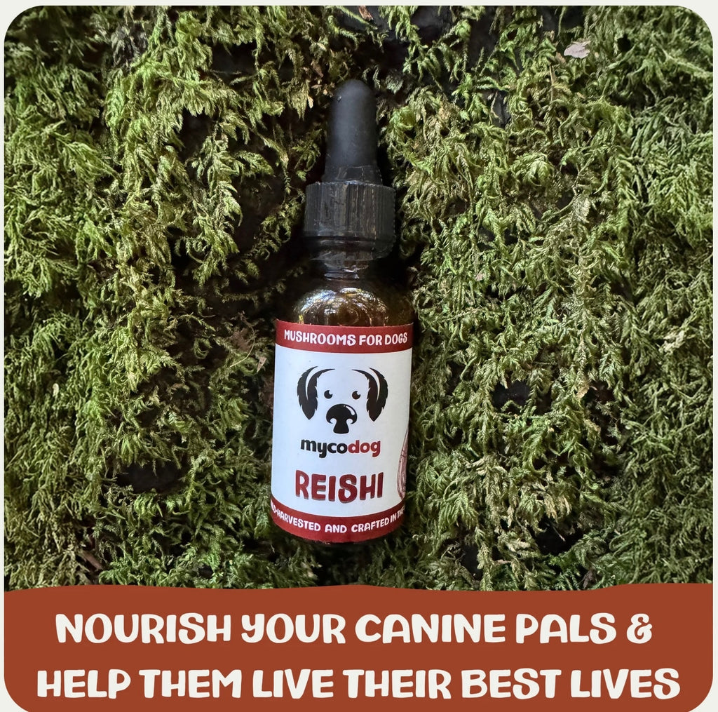 MyCoDog Mushroom Tinctures
