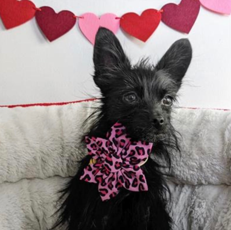 Pink Leopard Pinwheel