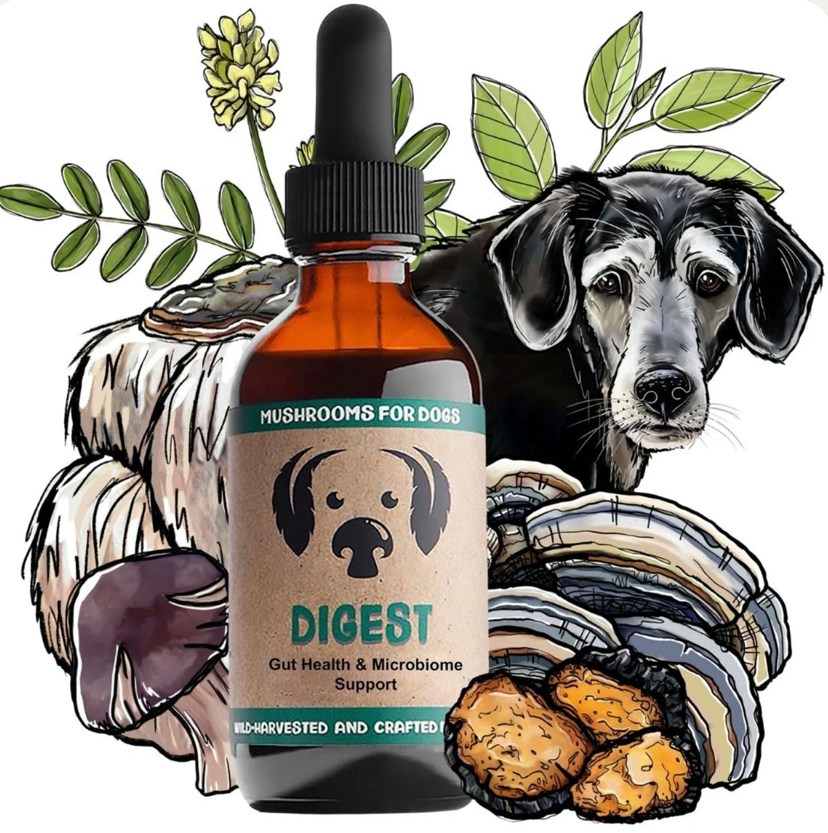 MyCoDog Mushroom Tinctures