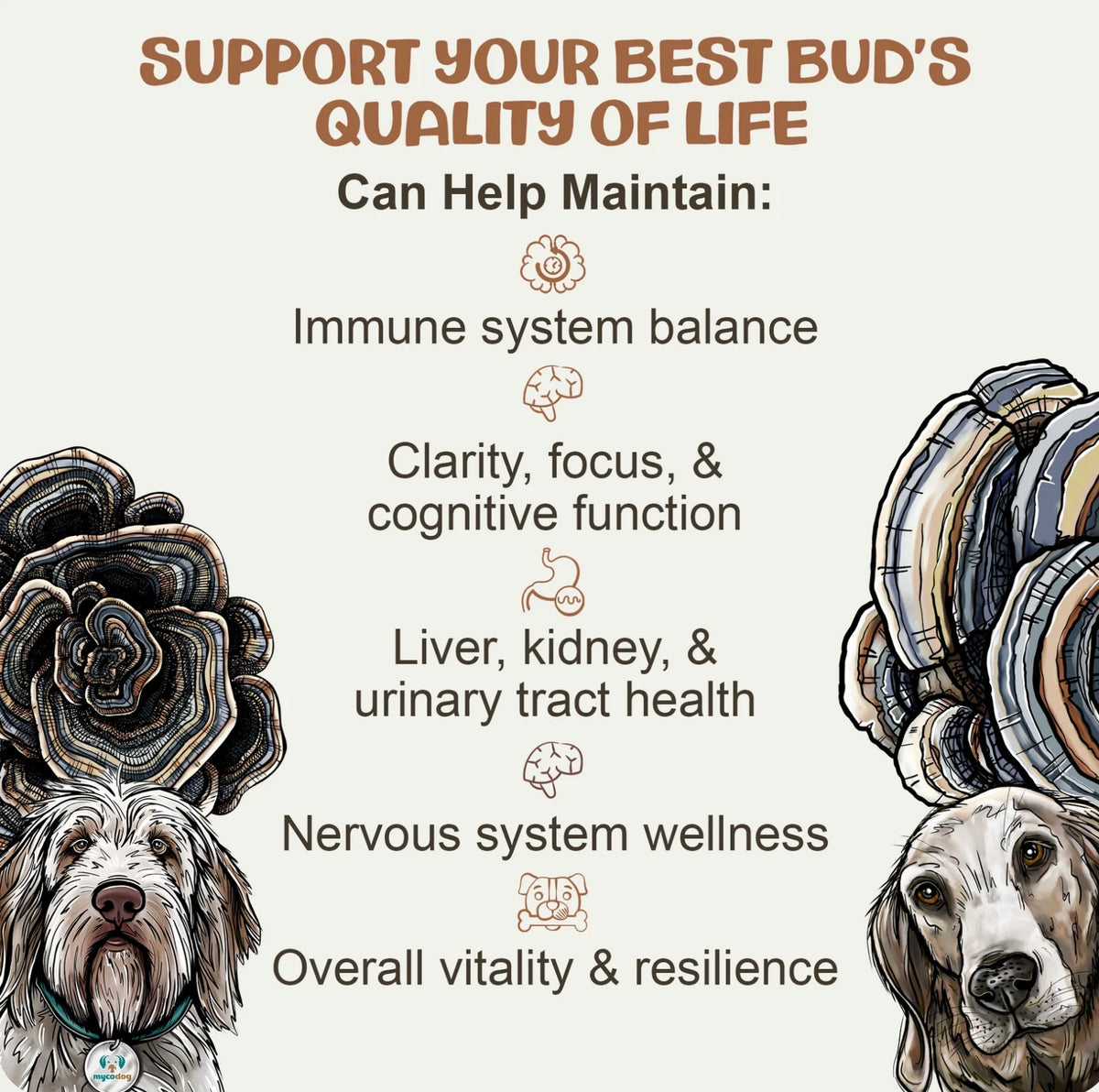 MyCoDog Mushroom Tinctures