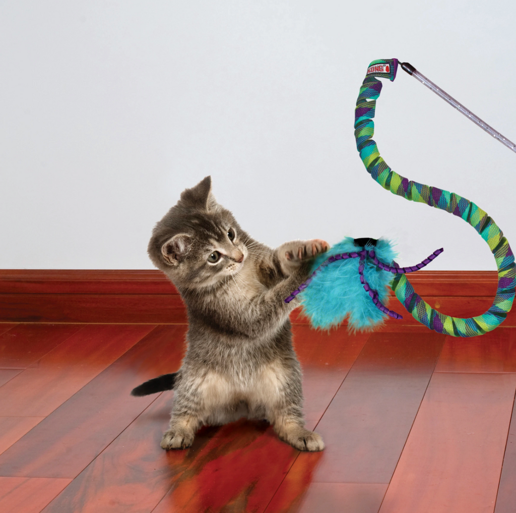 Kong Cat Teaser Curlz