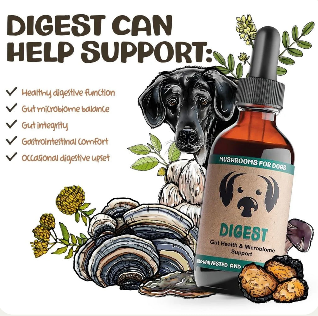 MyCoDog Mushroom Tinctures