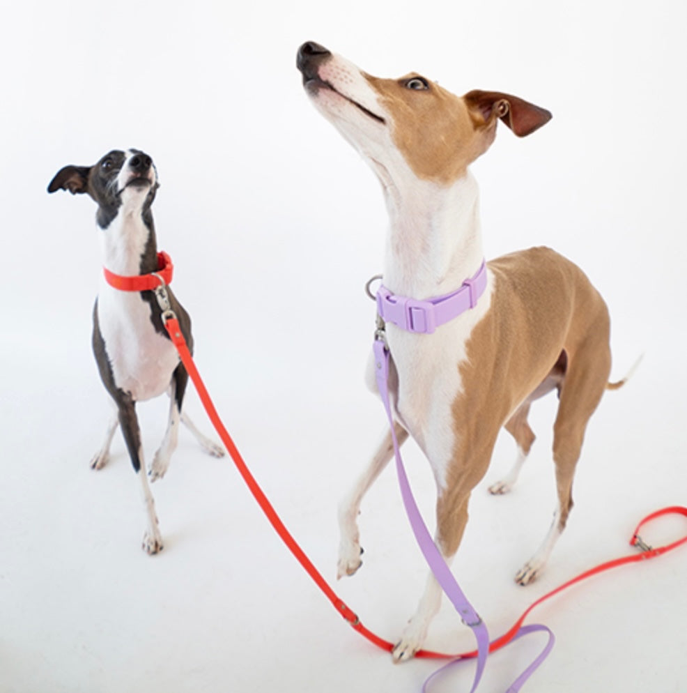 Springland Waterproof Collars