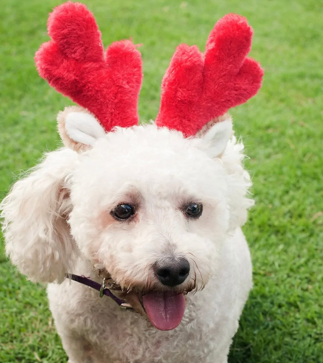Zippypaws Holiday Antlers