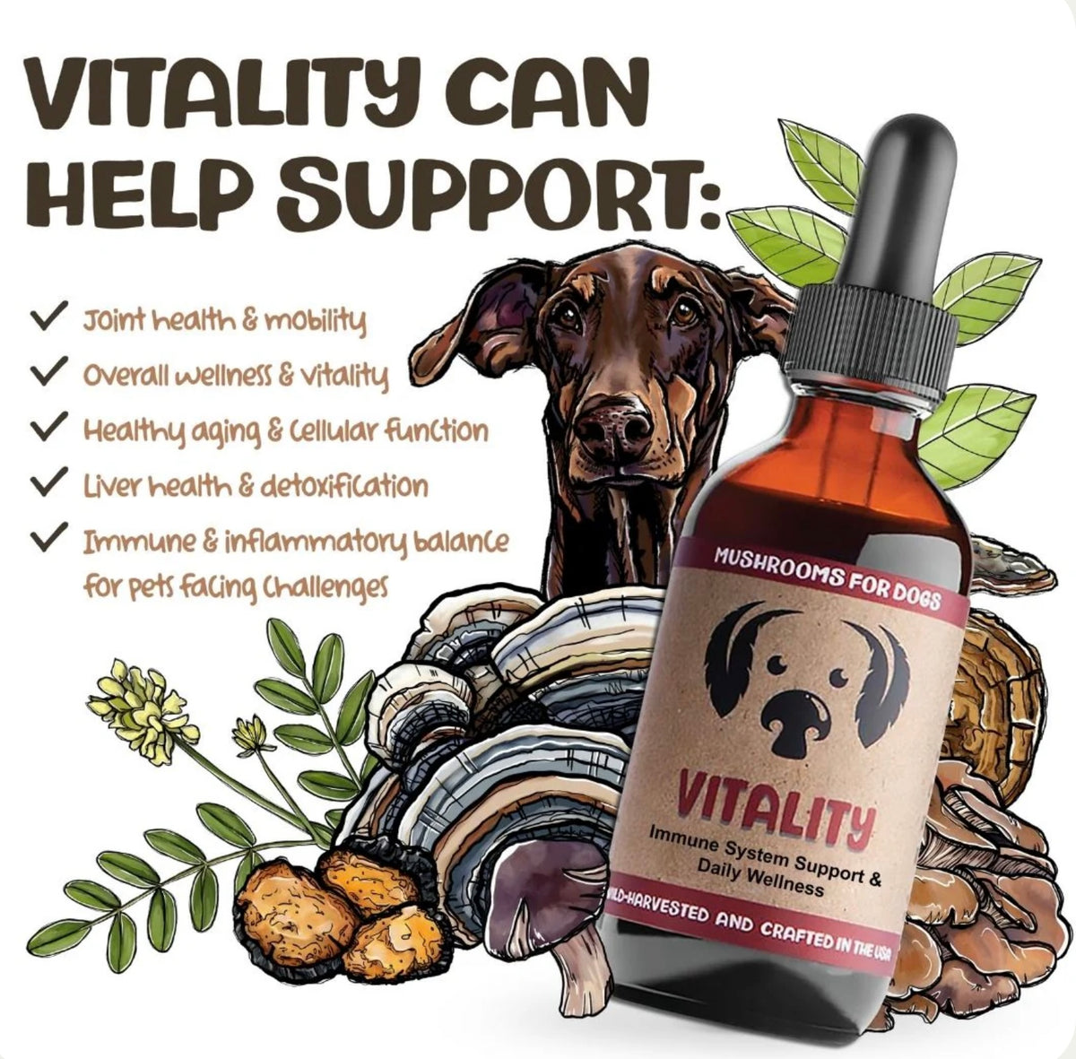 MyCoDog Mushroom Tinctures