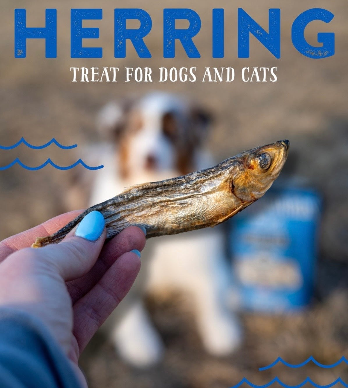 Freeze Dried Herring