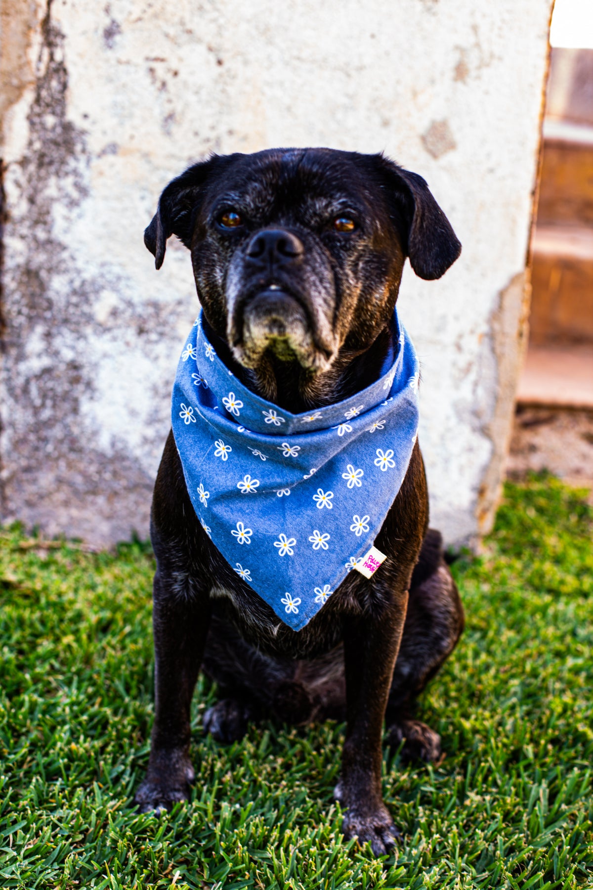 Chambray Daisy Bandana