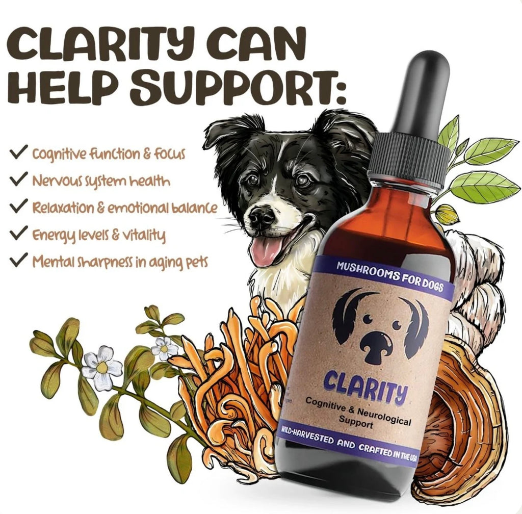 MyCoDog Mushroom Tinctures