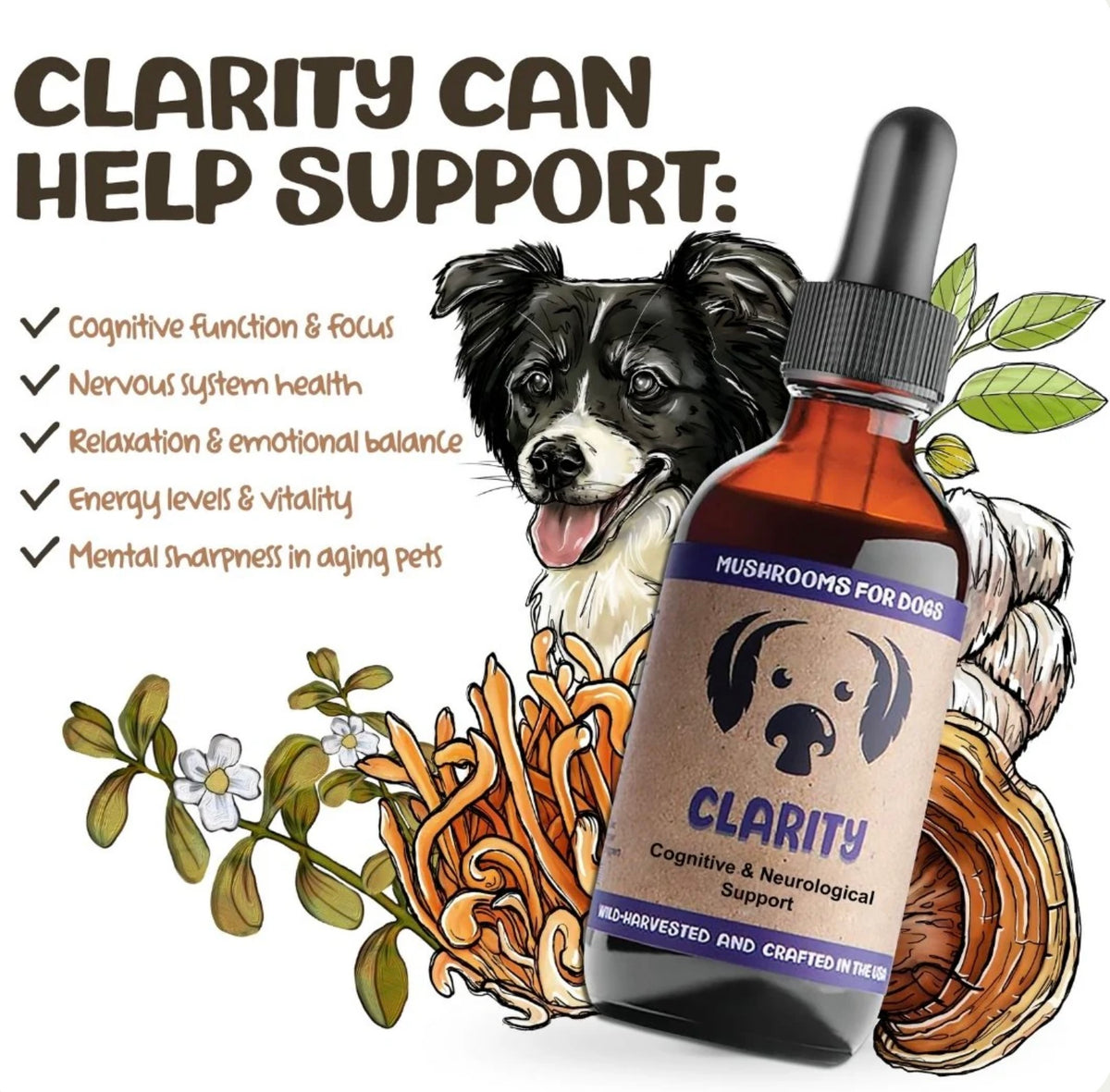 MyCoDog Mushroom Tinctures