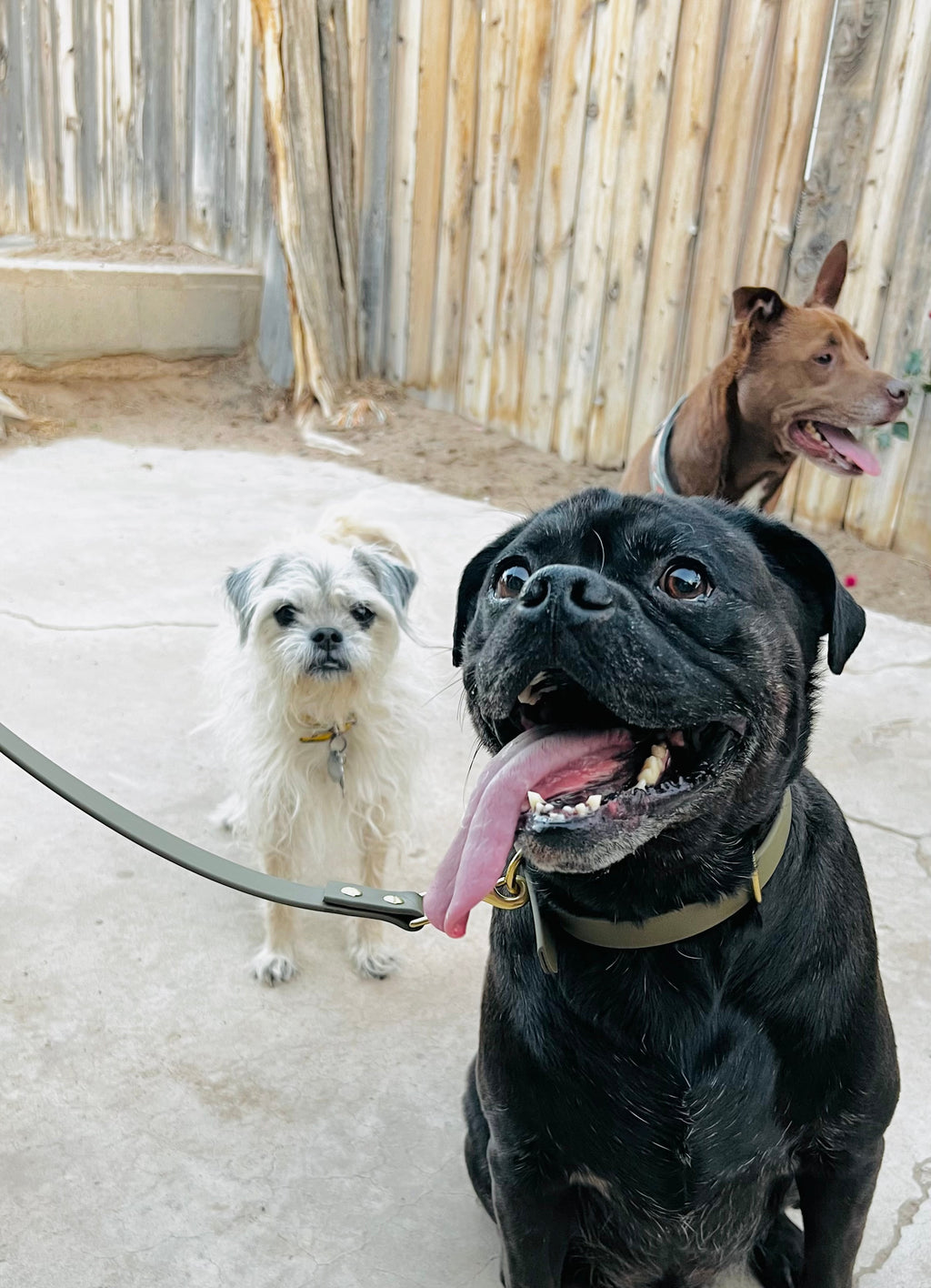 Lucy Lou & Co. Biothane Leash