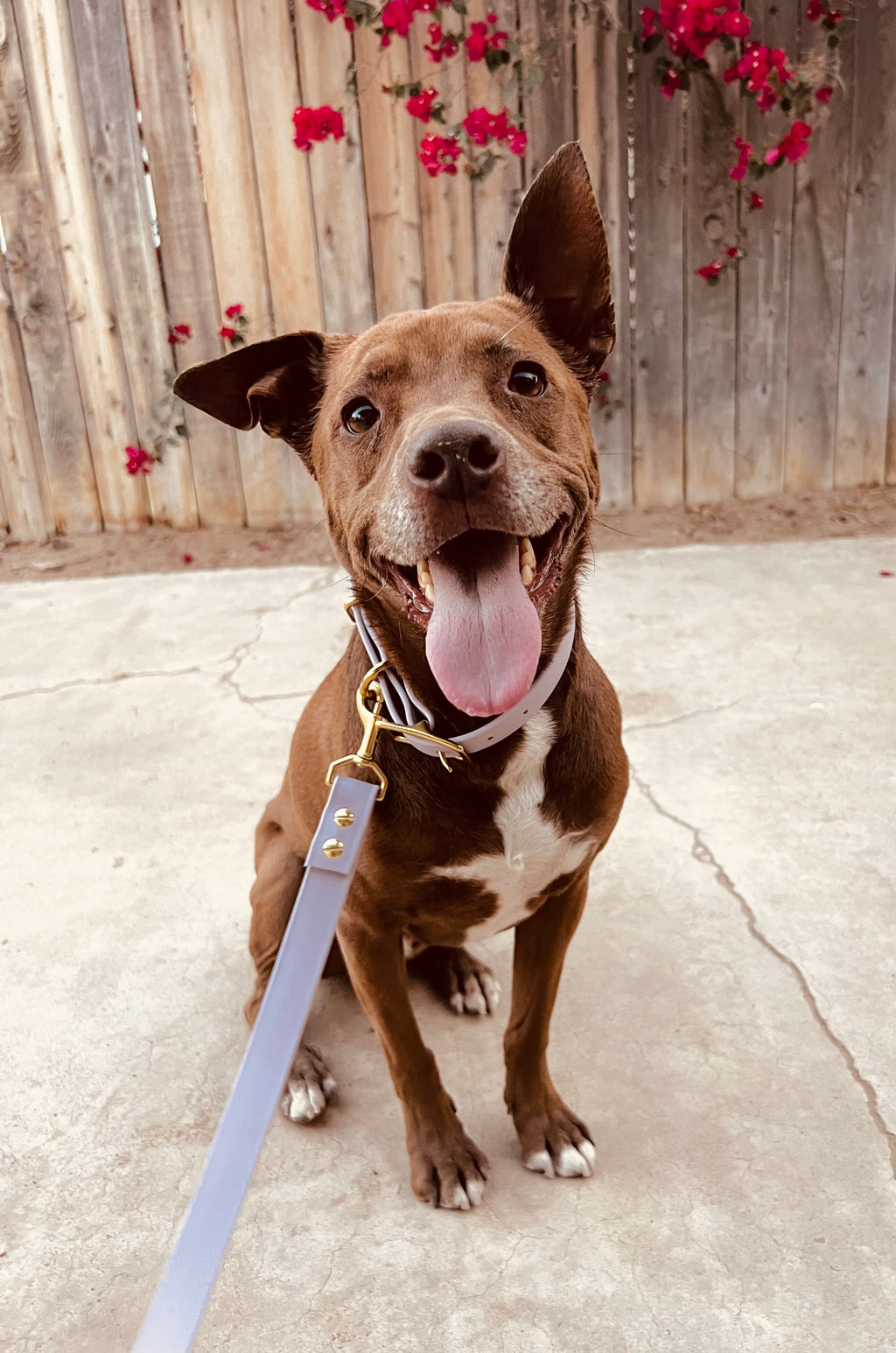 Lucy Lou & Co. Biothane Leash