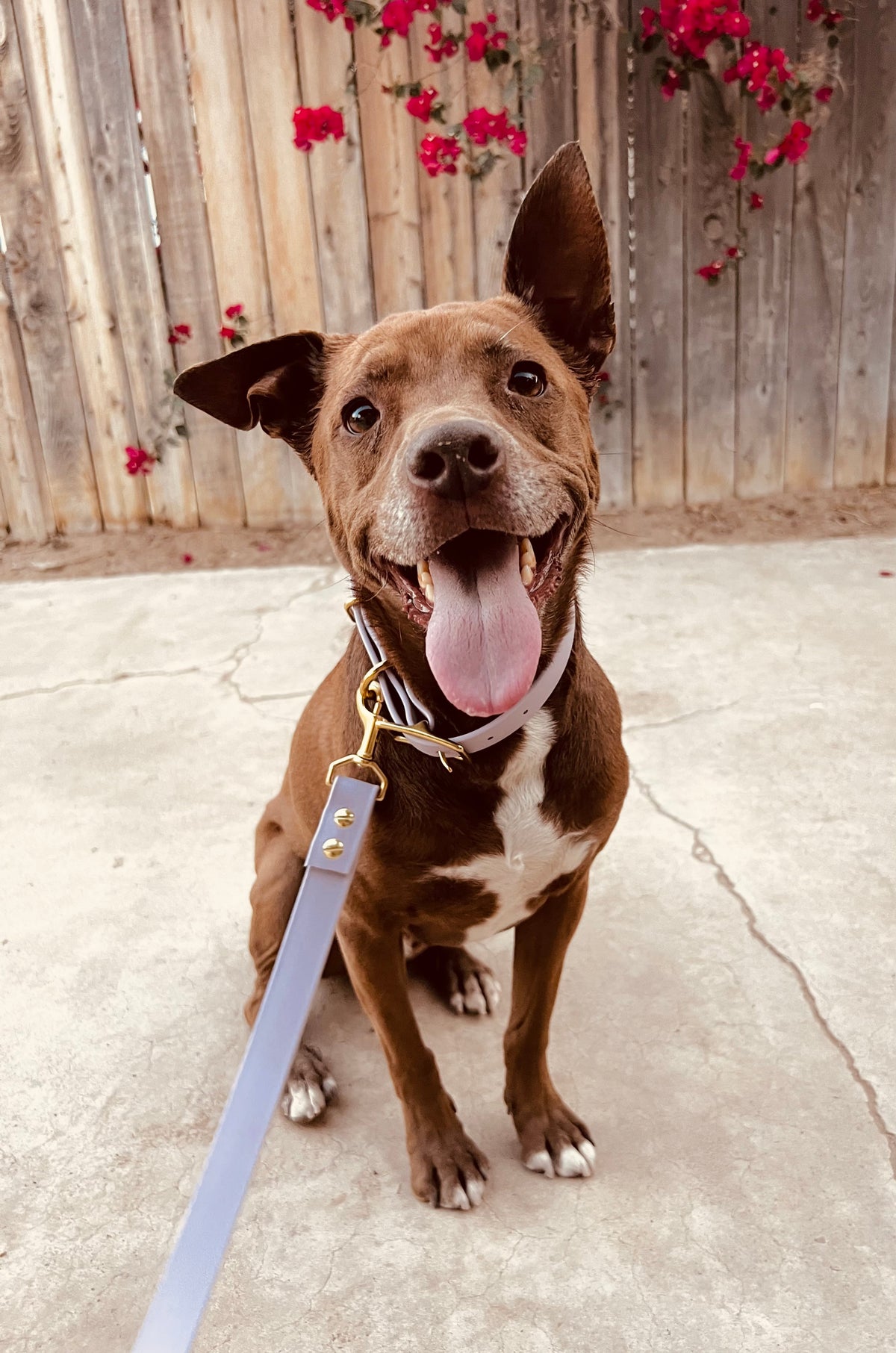 Lucy Lou & Co. Biothane Leash
