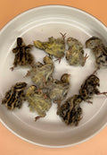 Quail Hatchlings
