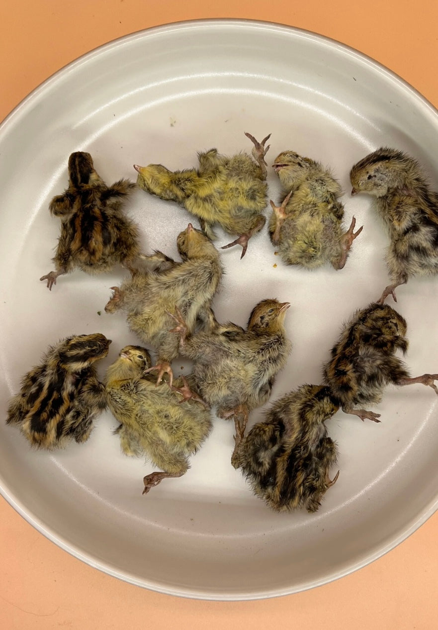 Quail Hatchlings